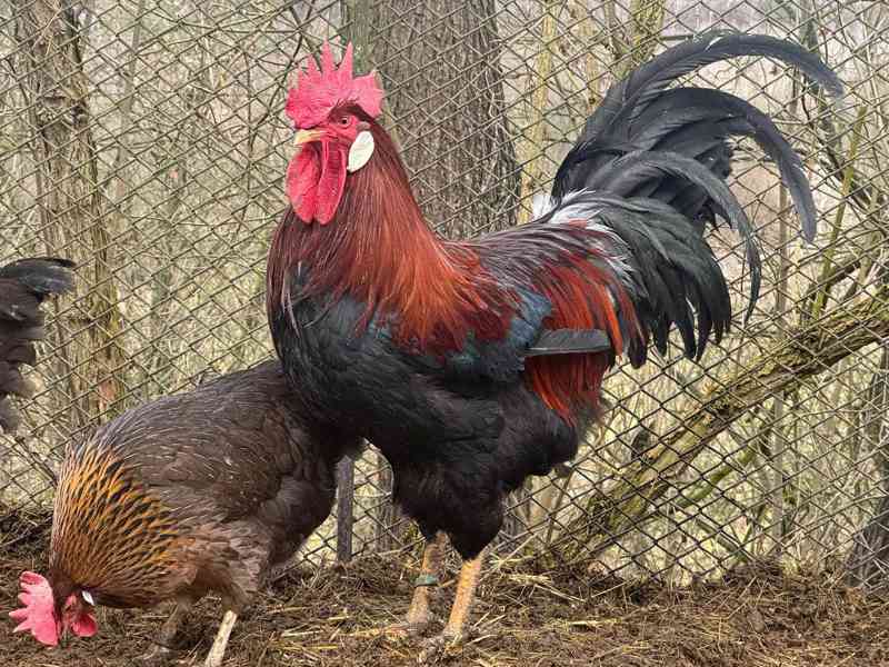 Vlaška koroptví - kohout - foto 1