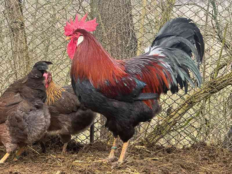 Vlaška koroptví - kohout - foto 2