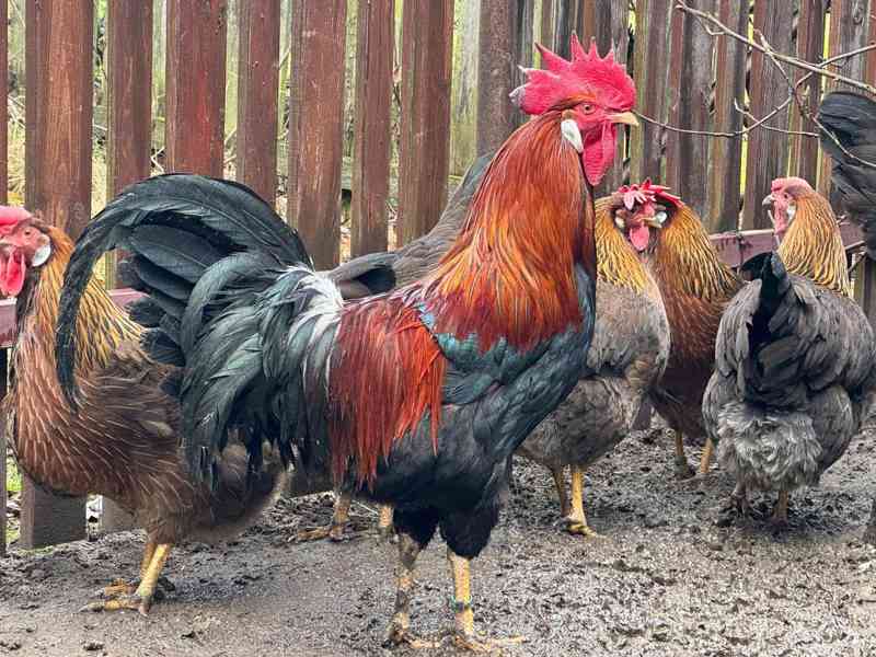 Vlaška koroptví - kohout - foto 1