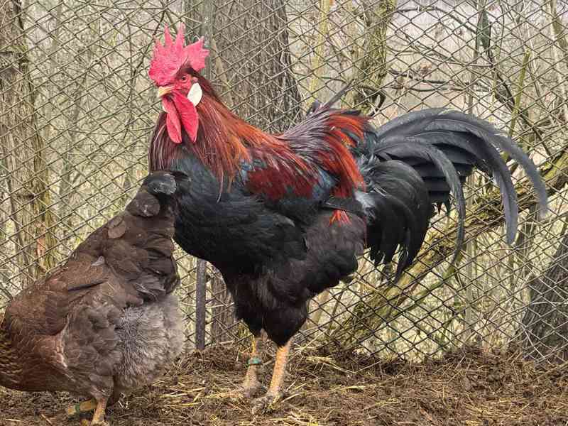 Vlaška koroptví - kohout - foto 5