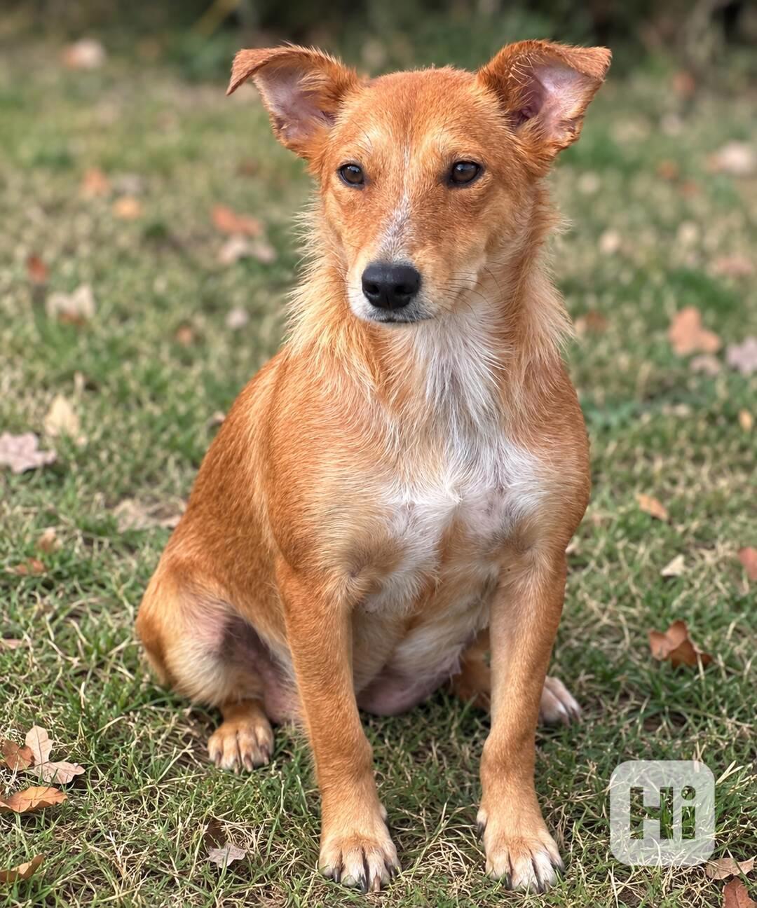 LÍZINKA - 15 kg, kastrovaná fenečka 1,5 roku  - foto 1