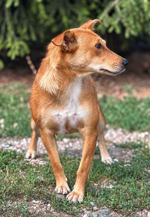LÍZINKA - 15 kg, kastrovaná fenečka 1,5 roku  - foto 4