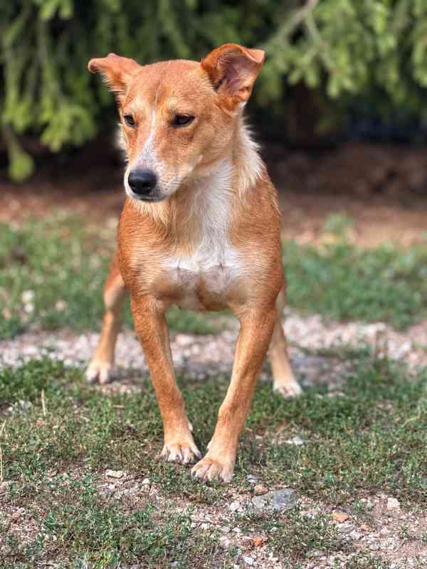 LÍZINKA - 15 kg, kastrovaná fenečka 1,5 roku  - foto 5