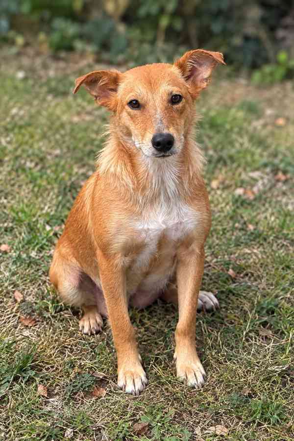 LÍZINKA - 15 kg, kastrovaná fenečka 1,5 roku  - foto 2
