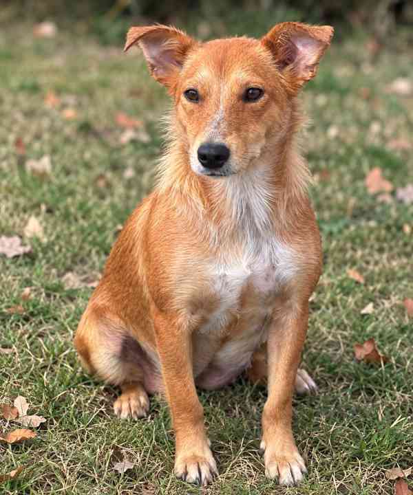 LÍZINKA - 15 kg, kastrovaná fenečka 1,5 roku  - foto 1