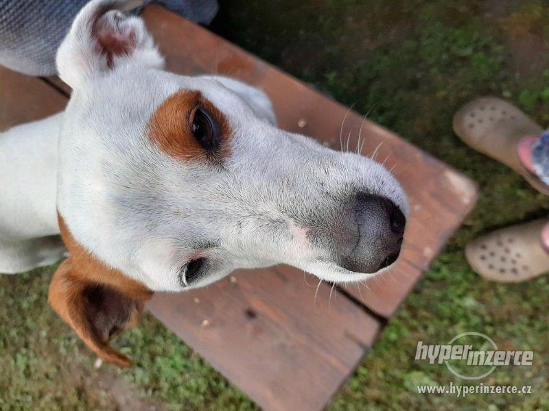 Jack Russel Terier ke krytí bez PP (krátkonohý, krátkosrstý) - foto 2