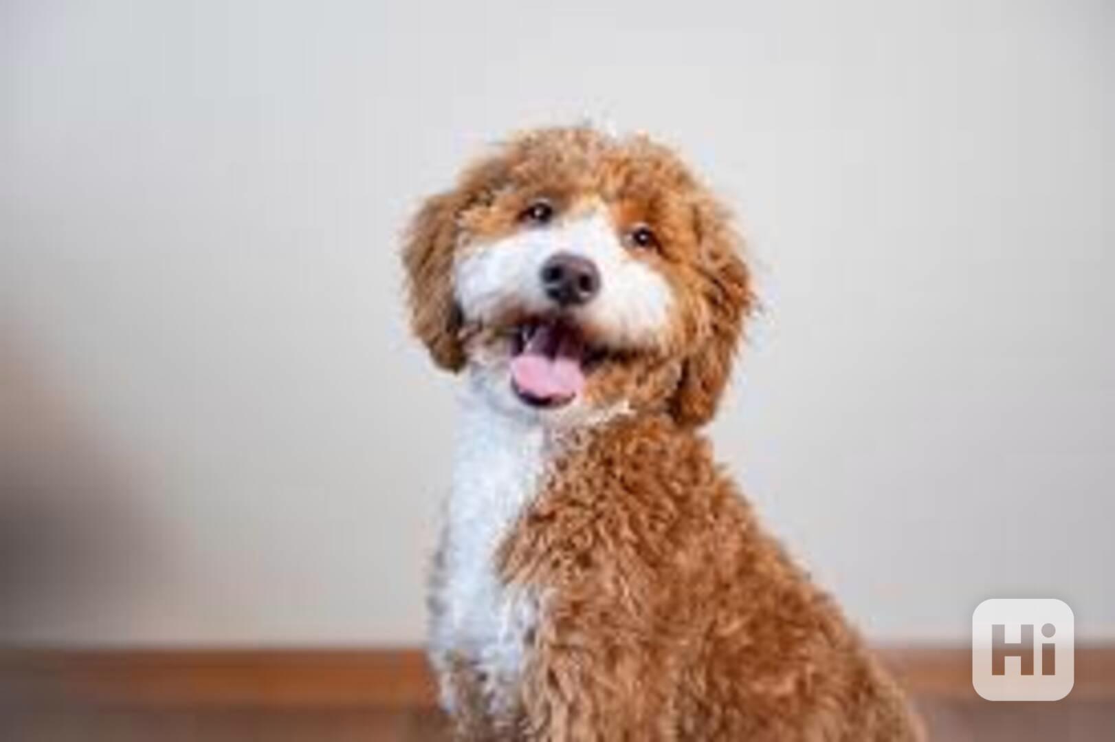 Mini golden doodle  - foto 1