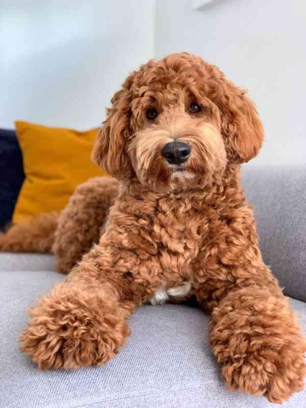 Mini golden doodle  - foto 2