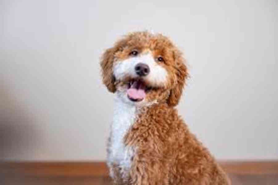 Mini golden doodle - foto 1