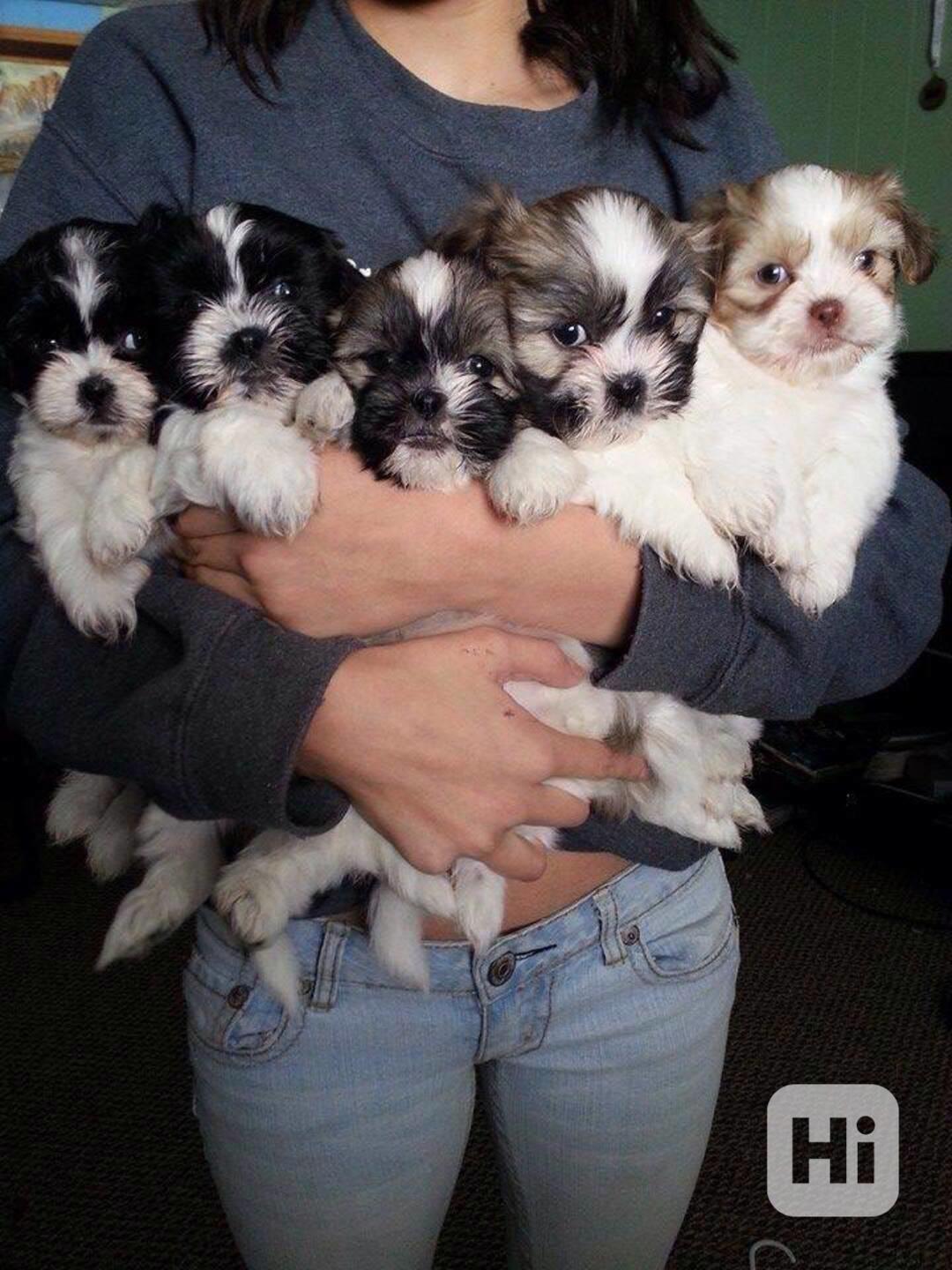 štěňátka shih tzu k adopci zdarma - foto 1