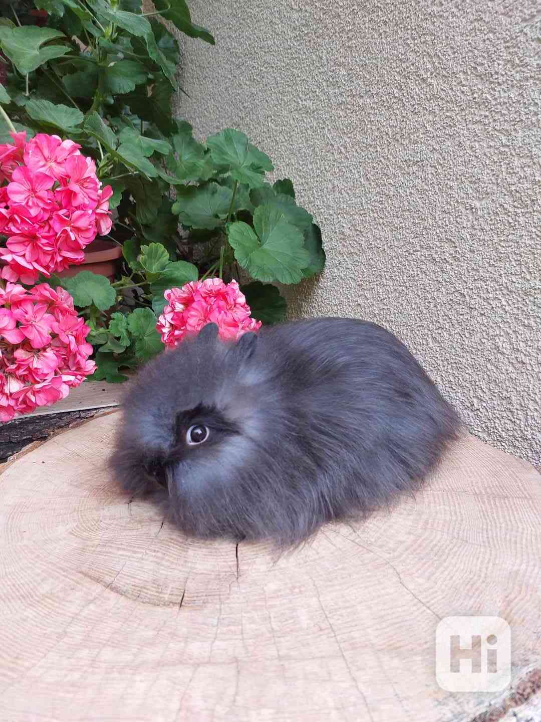 Zakrslý králík - hnědý kuní sameček TEDDY gen - foto 1