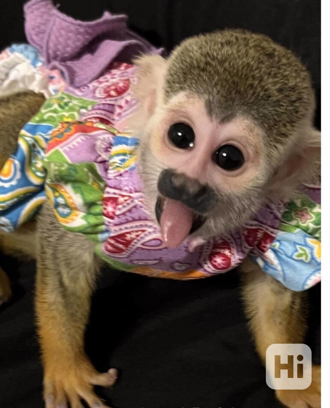 Roztomilá mláďata veverčích opic - foto 1