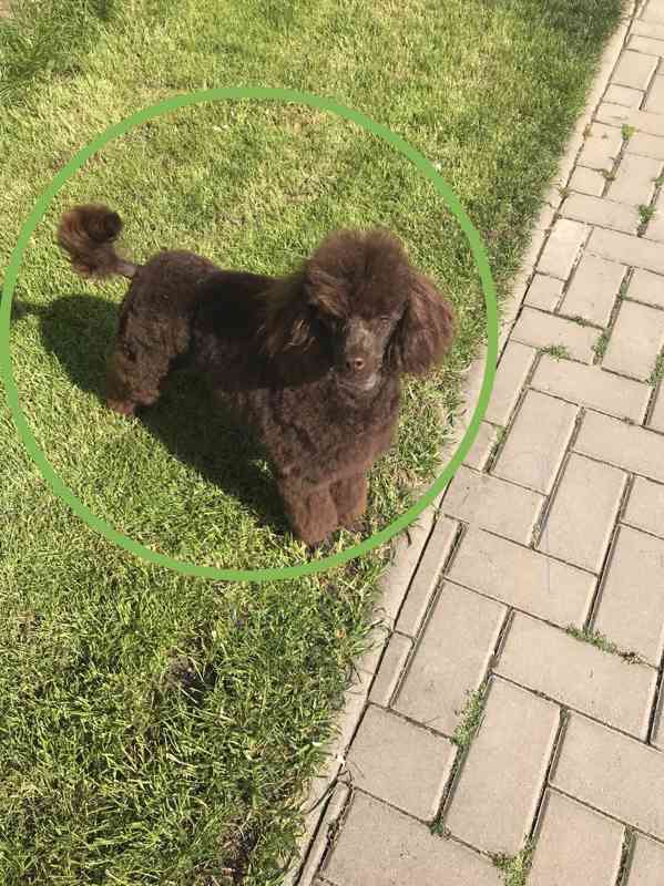 Krytí pudl trpasličí hnědý