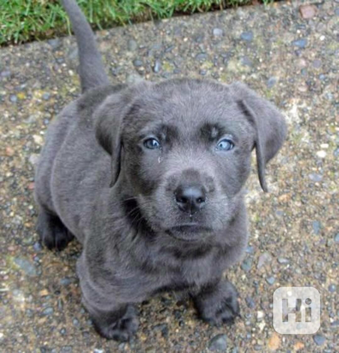 Domů vyškolené Labrador Retriever štěňata - foto 1