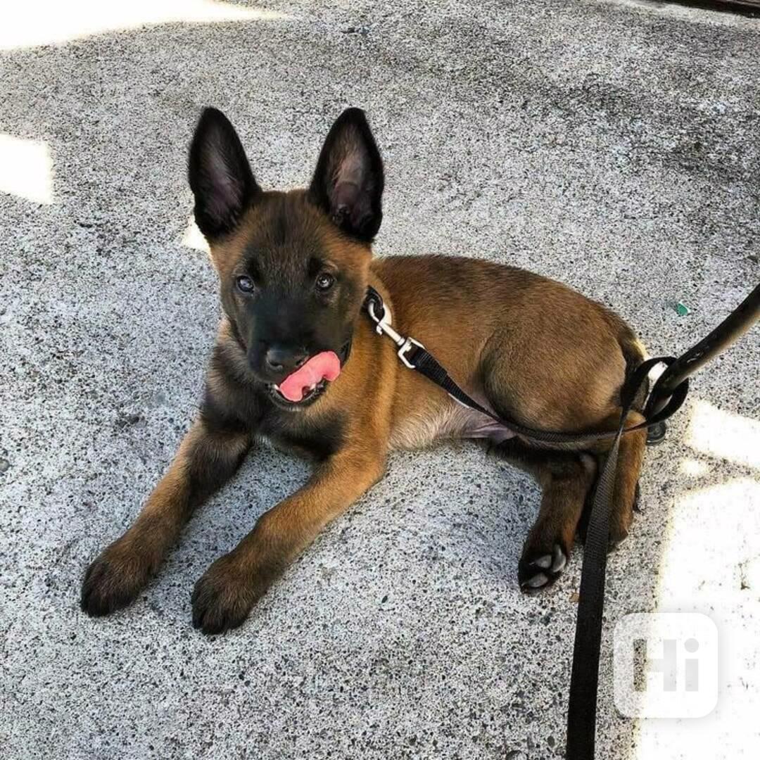 S PP štěňata belgického malinoise - foto 1
