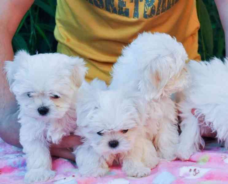 Roztomilá štěňátka maltézského psíka k odběru