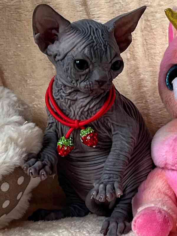 Kotě Sphynx na prodej - foto 1