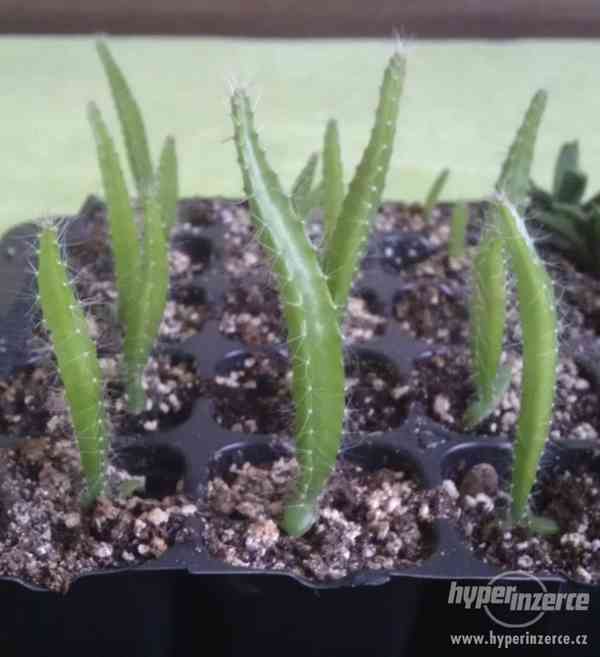 Pitaya - semená - foto 3