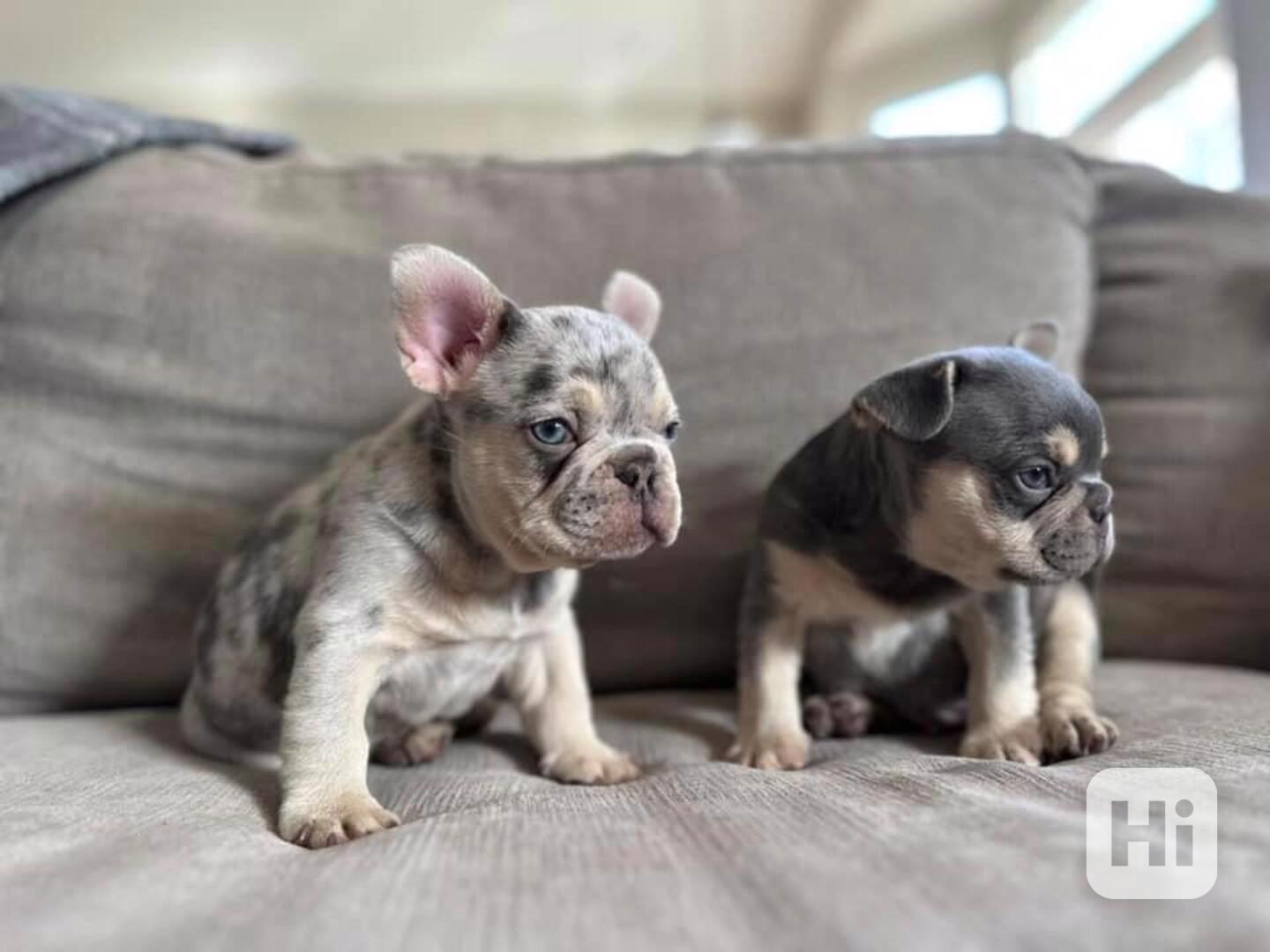 Francouzský buldoček! WhatsApp: +49 1577 7944807 - foto 1