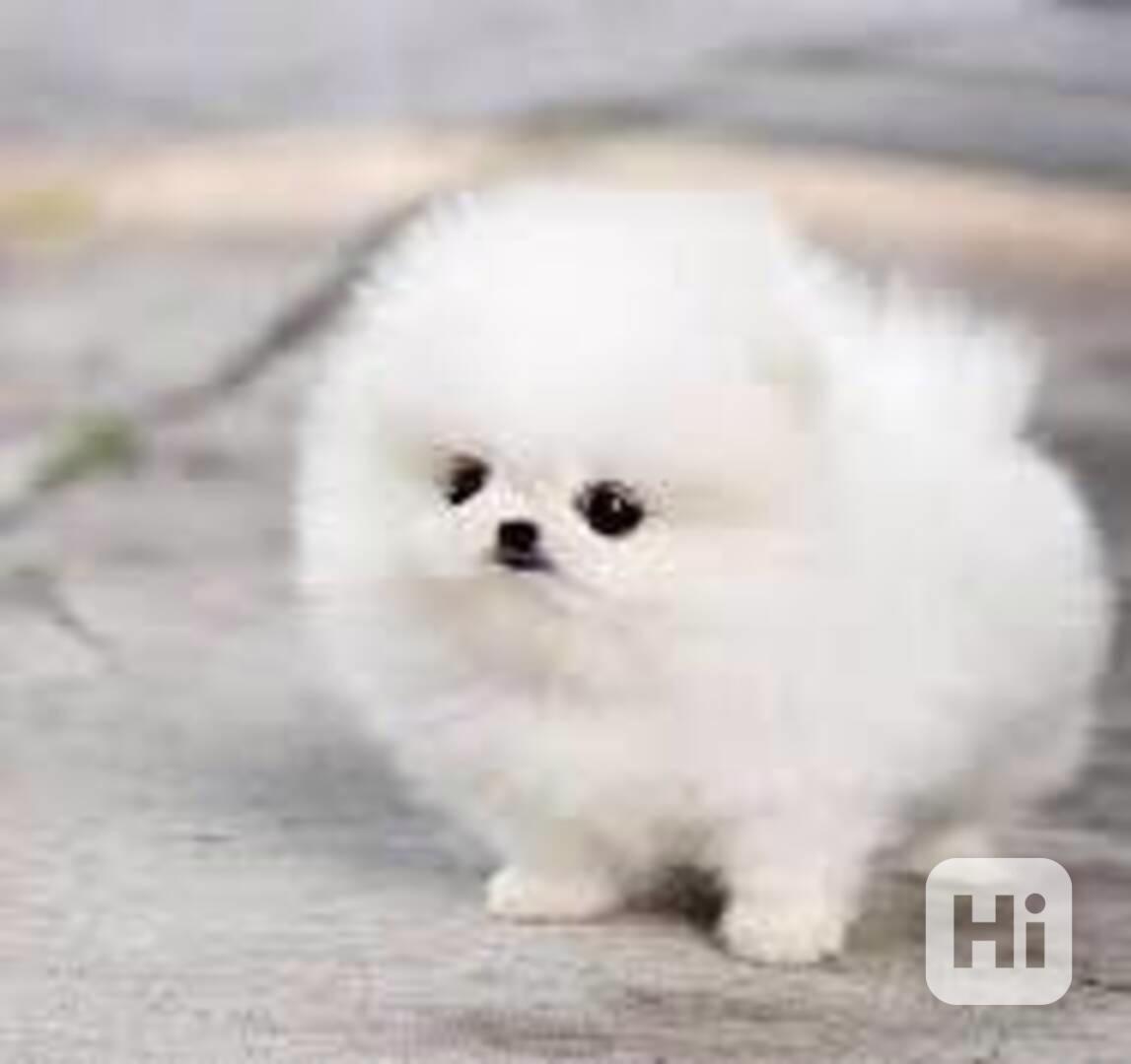 Prodám štěňátka německý špic trpasličí-(pomeranian) - foto 1