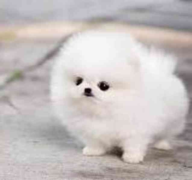 Prodám štěňátka německý špic trpasličí-(pomeranian) - foto 1