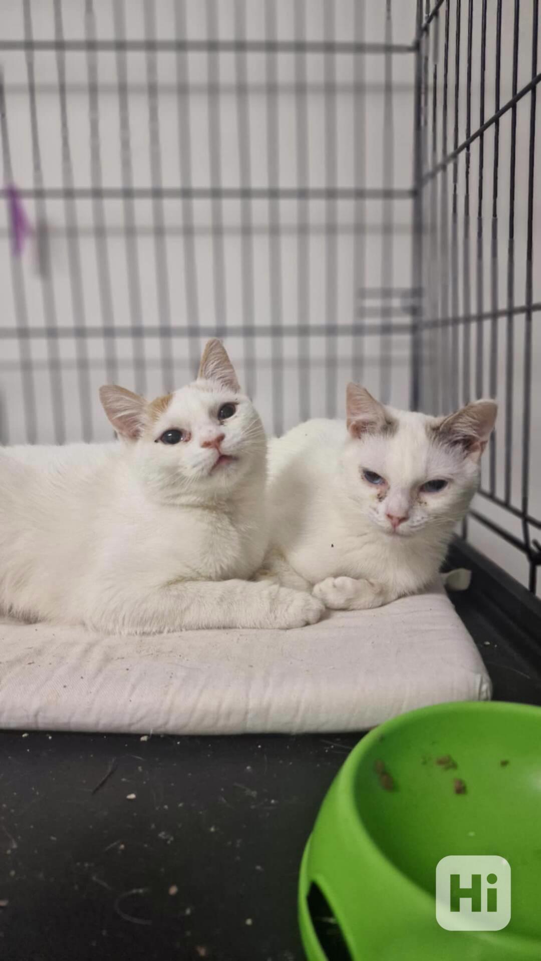 Dvě smutné princezny - foto 1