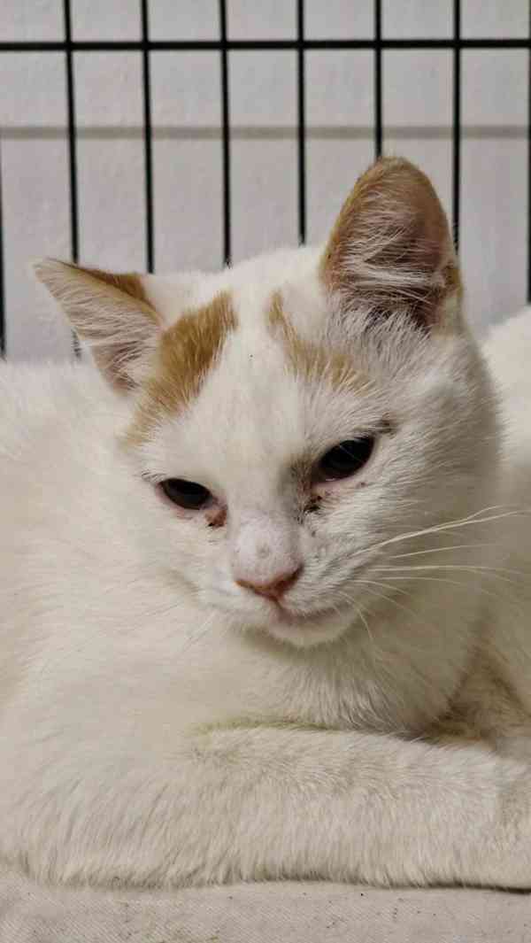 Dvě smutné princezny - foto 5