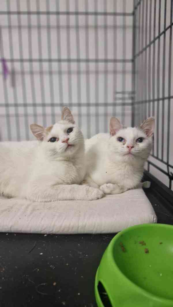 Dvě smutné princezny - foto 3