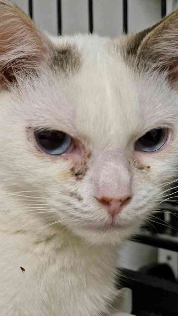 Dvě smutné princezny - foto 2