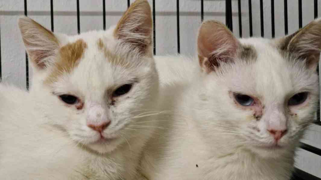 Dvě smutné princezny - foto 4