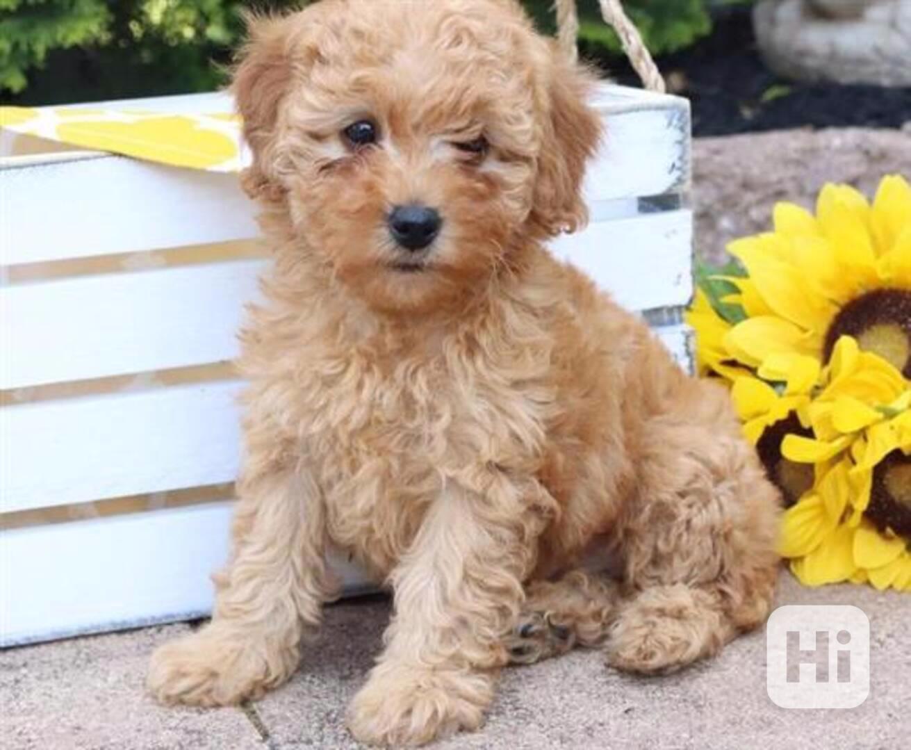 Mutanga samec a samice Goldendoodle. - foto 1
