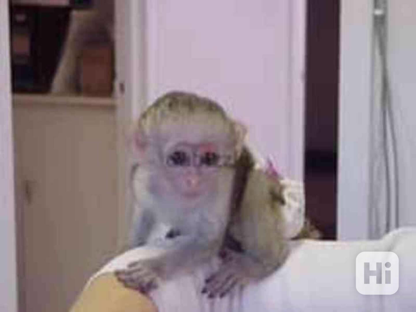 Inteligentní kapucínské opice k adopci - foto 1