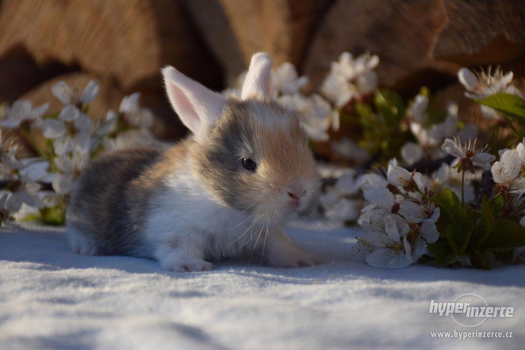 Zakrslý králíček beránek - foto 1