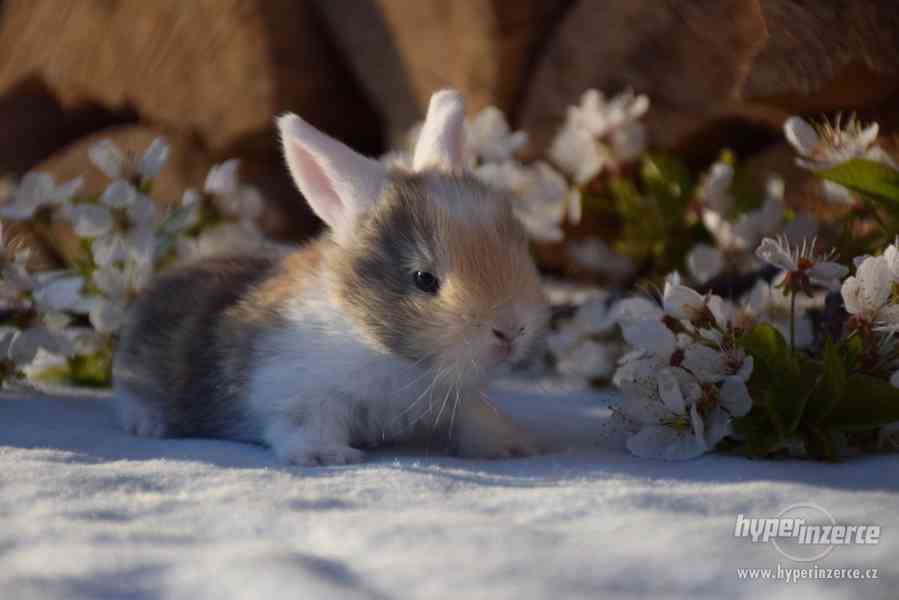 Zakrslý králíček beránek - foto 1
