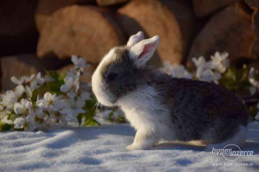 Zakrslý králíček beránek - foto 2