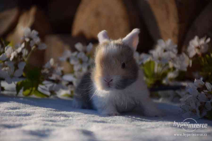 Zakrslý králíček beránek - foto 3