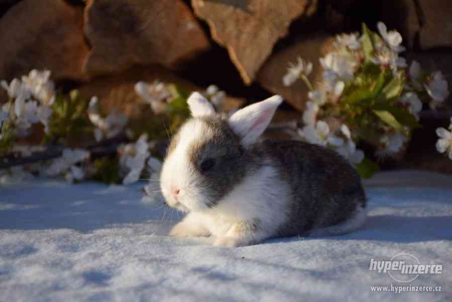 Zakrslý králíček beránek - foto 4