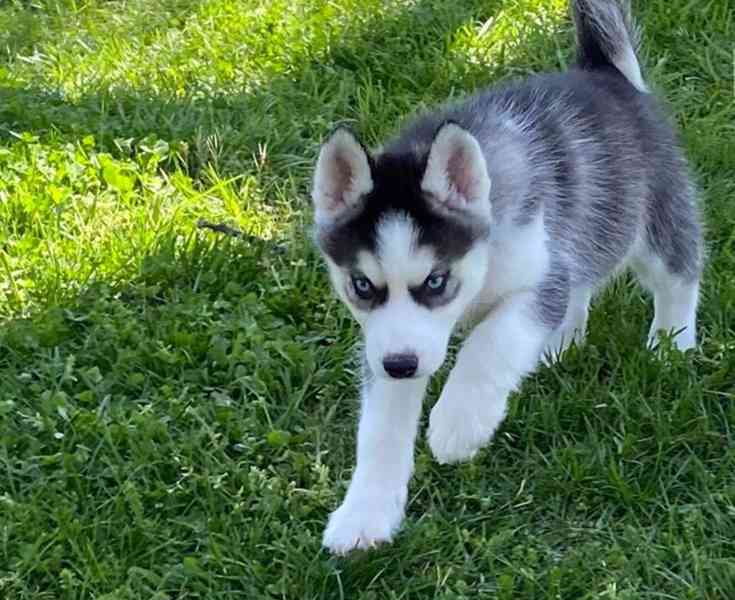 Prodám štěňata sibiřského huskyho v Jihlavě - foto 3
