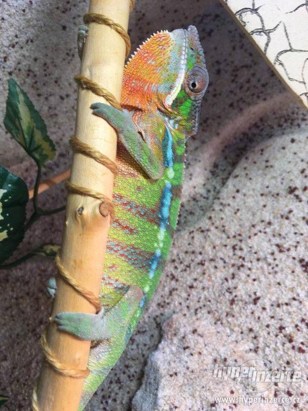 Furcifer pardalis - Chameleon pardálí - foto 1