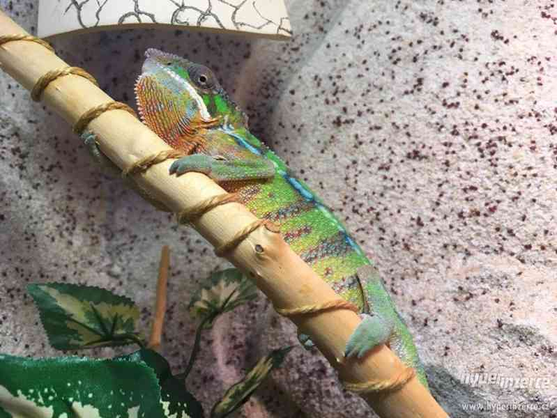 Furcifer pardalis - Chameleon pardálí - foto 2