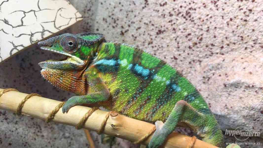 Furcifer pardalis - Chameleon pardálí - foto 3