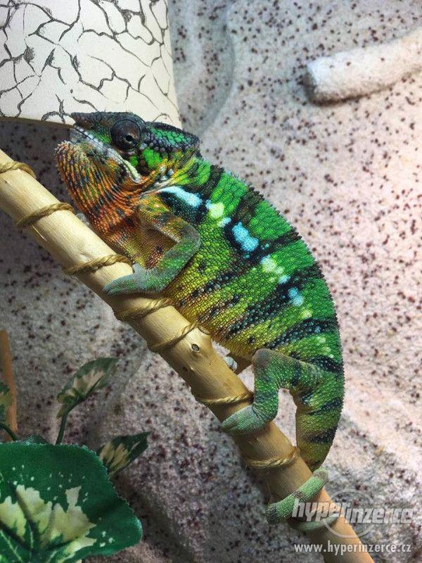 Furcifer pardalis - Chameleon pardálí - foto 4