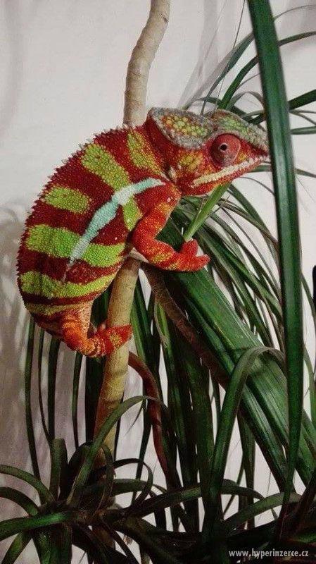 Furcifer pardalis - Chameleon pardálí - foto 5