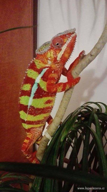 Furcifer pardalis - Chameleon pardálí - foto 6