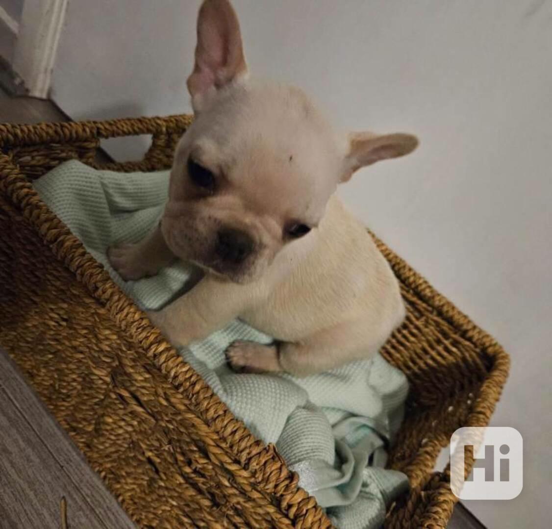 Francouzský buldoček – štěňata s PP (FCI)  - foto 1