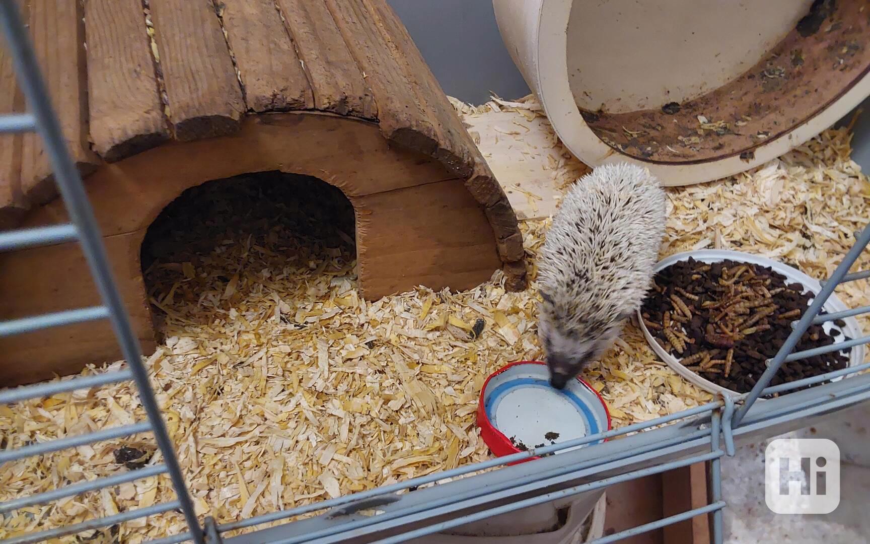 Ježek bělobříchý - slečna do dobrých rukou - foto 1