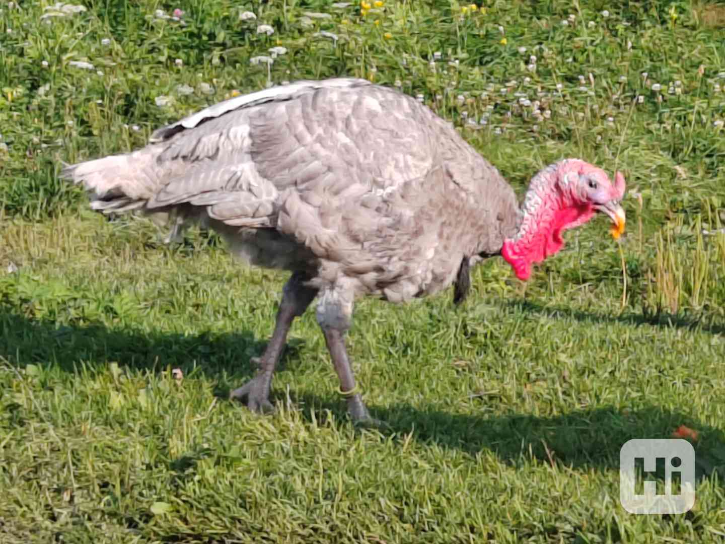 Radek Černý - foto 1