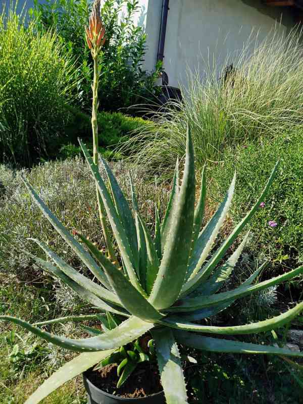 sazenice Aloe vera – cca 65 cm - jediný kus