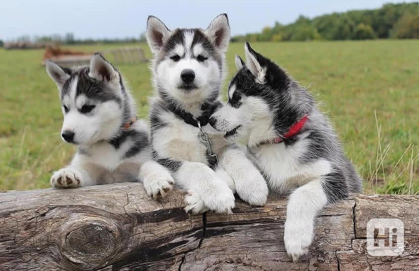 Sibiřský husky (bez PP)  - foto 1