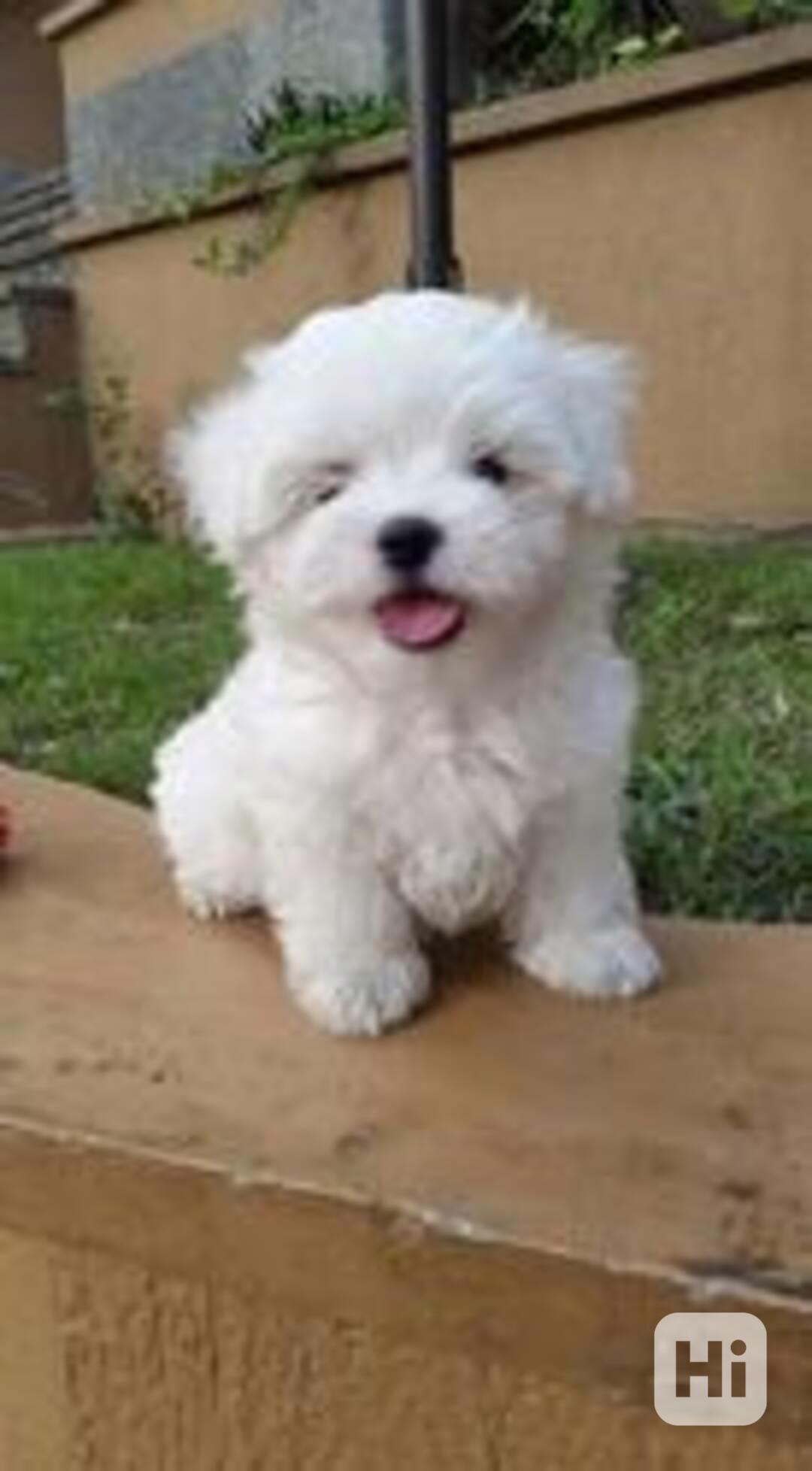 Roztomilá štěňata maltézského ovčáka - foto 1